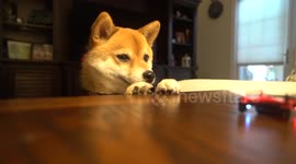 Cute dog chases mini drone around home
