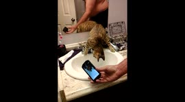 Kitty loves the sink