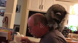 Raccoon sits on owner's head while he eats meal