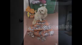 Penny floor COMPLETE