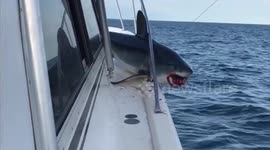 Huge shark jumps on fishing boat and gets stuck