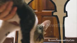 Cat of Thrones: Parody Adoption Commercial