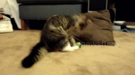 Three-legged cat recovers from surgery in new home