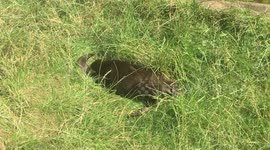 Otter 'twerks' on other otter's face