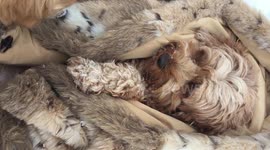 Diva Dog in Faux Fur
