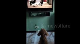 Poodle doesn't like watching other dogs on TV
