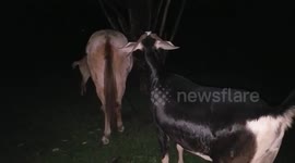 Goat Climbs on Sleeping Mule to Reach Willow
