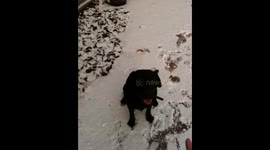 Black Labrador Spinning in the Snow