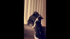 Cute cat attack/playing