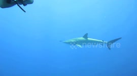 Diving with sharks, shark swimming up to divers, Red Sea, Egypt