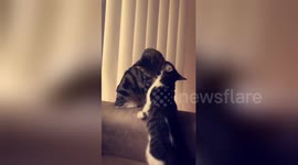 Newsflare Edit - Cute cat attack/playing