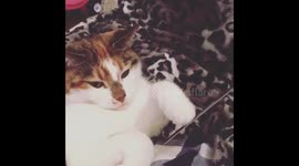 Cat getting a manicure