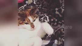 Newsflare Edit - Cat getting a manicure