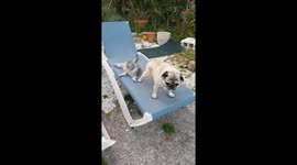 Pugandcat : Cat and Pug