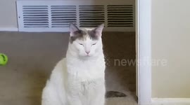 Titters soft meow
