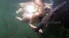 Brave woman goes snorkelling with dozens of sharks