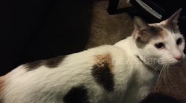 Fetch cat