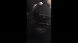 Snoring cat