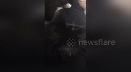 Newsflare Edit - Snoring cat