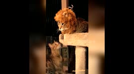 Life with Lucifur 11/13/16