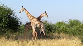 Conflict in the Wild: Africa's smallest and tallest