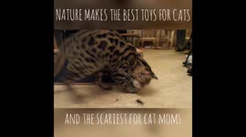 Bugs are cary cat toys