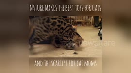 Newsflare Edit - Bugs are cary cat toys