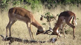 Wild Battles - Clashing Horns and Biting Stripes