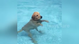 Newsflare Edit - Pool shenanigans with retrievers