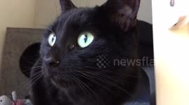 Beautiful Black Cat with amazing Green eyes
