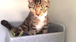 pretty cat!
