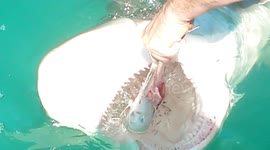 Brave man hand-feeds shark in New Zealand
