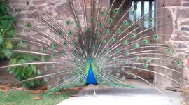 Peacock Display at Powis Castle
