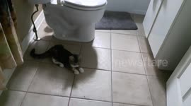 Cute Kitten Playing With It's Shadow