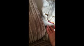 Cat plays fetch like a dog