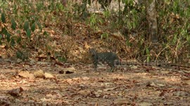 Cat spooked by deer in a forest