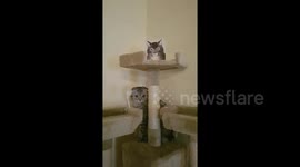 Cat doesn't allow others cats on his cat tree, even cardboard ones