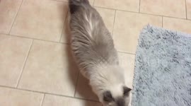 Chatty Ragdoll requests food