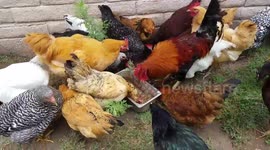 Pterodactyls in a Frenzy