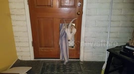 Clyde the Goat is a Peeping Tom