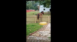 Horse scratches his rear on fence