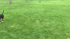 Super happy dogs in their new garden