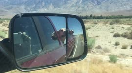 Dog Flapping His Jowls