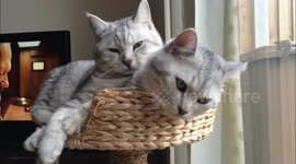 Adult cat brothers squeeze into kitten basket