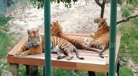 3 Sumatran Tigers Enjoy at Kinantan Zoo Bukittinggi