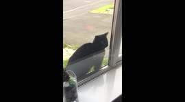 Reversing cat