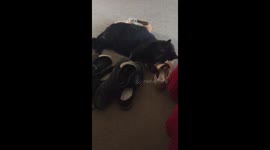 Robbie loves shoes