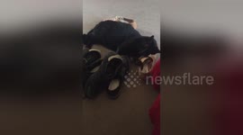 Newsflare Edit - Robbie loves shoes
