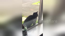 Newsflare Edit - Reversing cat