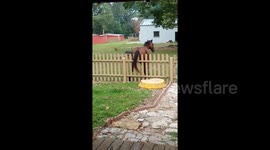 Horse scratches his rear on fence